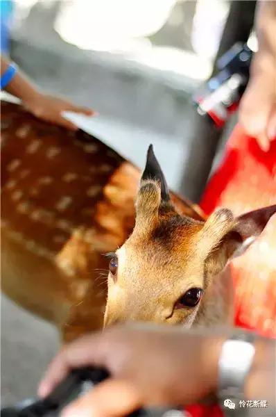 暑假如何玩转邮轮,暑假怎么玩儿