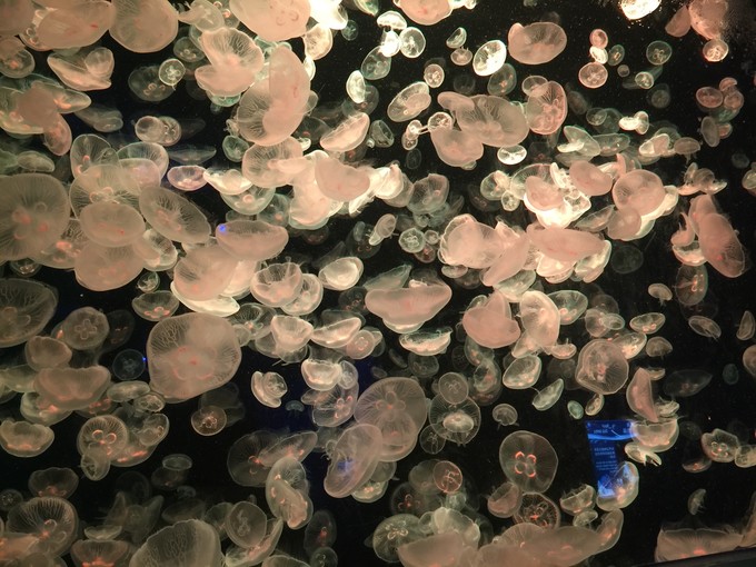 珠海长隆海洋王国游记作文,珠海长隆海洋王国一日游攻略