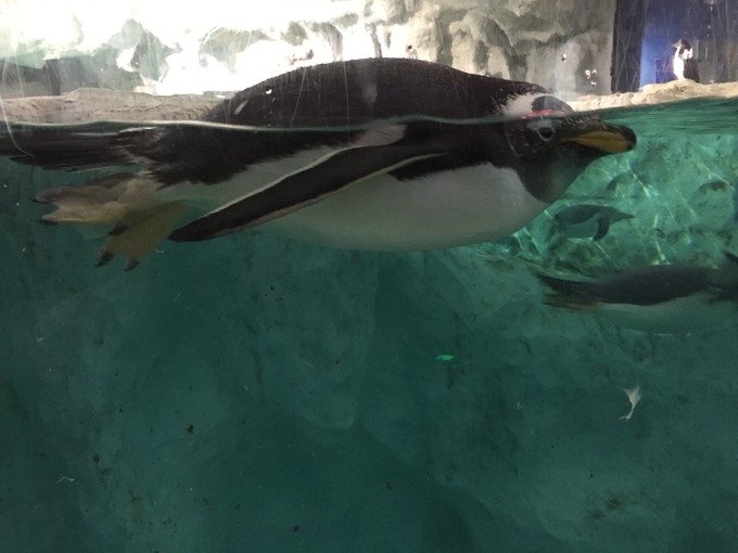 珠海长隆海洋王国游记作文,珠海长隆海洋王国一日游攻略