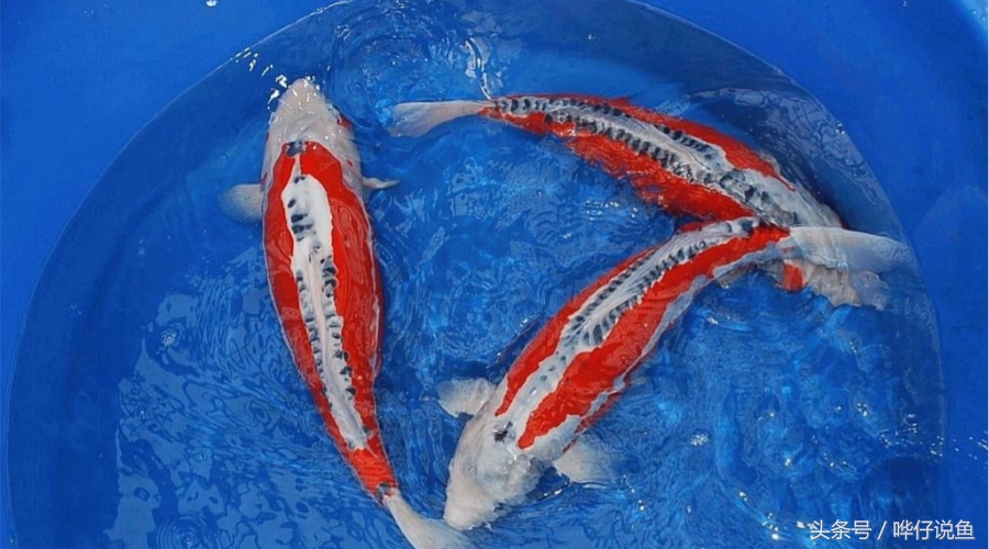 如何养好观赏鱼的正确方法,养观赏鱼新手入门教程视频