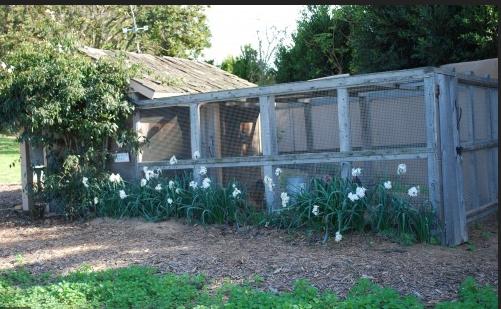 农村养鸡技巧视频新手,养鸡用什么方法鸡才健康