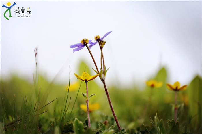 稻城亚丁几月份去最合适,稻城亚丁几月份去适合