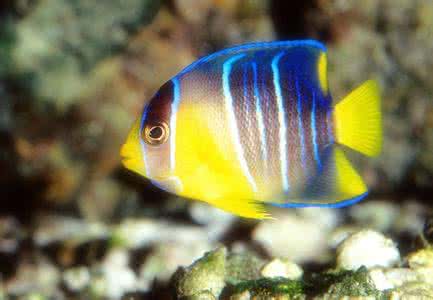 观赏鱼因为打斗掉鳞咋整,观赏鱼打架了怎么办呢用什么药