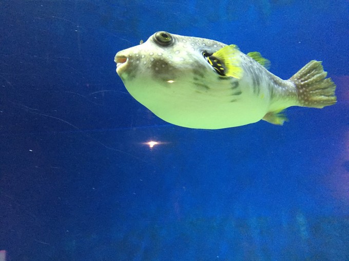 珠海长隆海洋王国游记作文,珠海长隆海洋王国一日游攻略