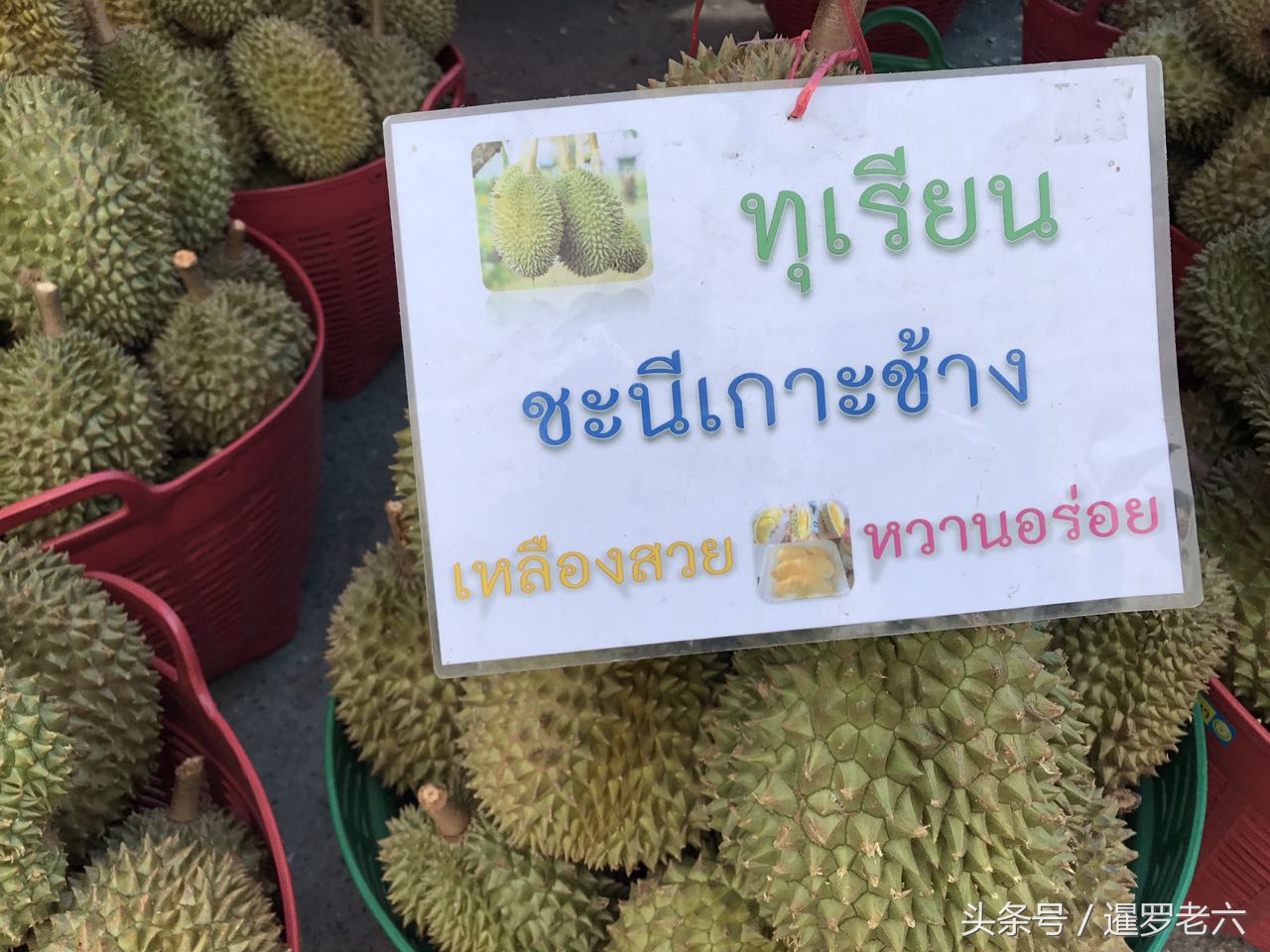 贵的泰国榴莲,泰国的榴莲最便宜多少钱一斤