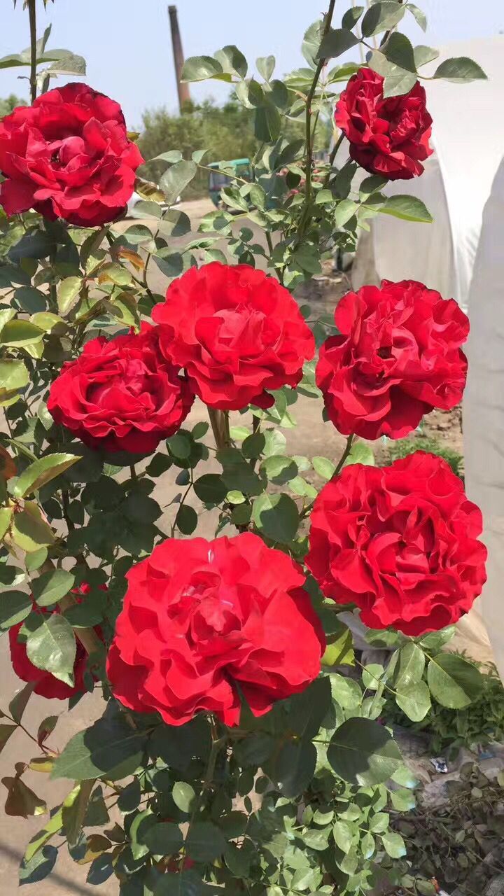 玫瑰花怎么才能养好教你一招,玫瑰花应该怎样养才是正确的