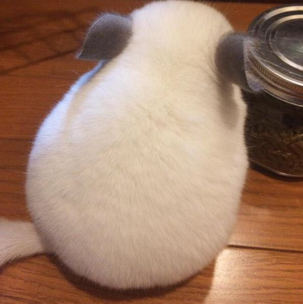 龙猫土拨鼠蜜袋鼯,龙猫真是太可爱了心都要被萌化了