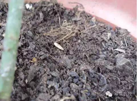 阳台种菜的土没有营养了怎么办,种子种菜阳台教程