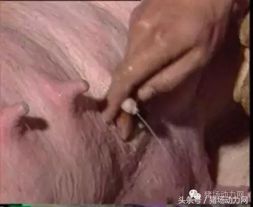 母猪难产接产步骤方法,母猪生产是死胎生产慢怎么办