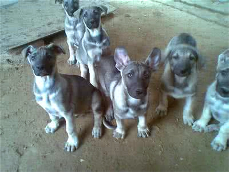 狼青犬从小怎么训练,看家护院狗训练