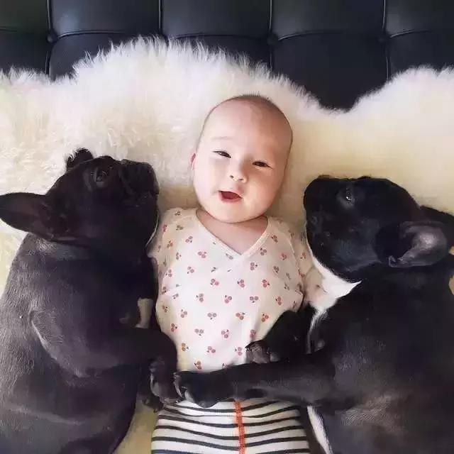 一梦谈狗：听说你喜欢法国斗牛犬，那你了解它么？