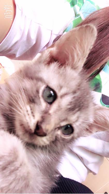 去朋友家，抱养了一只小猫，喂养两周后，我们的噩梦开始了！