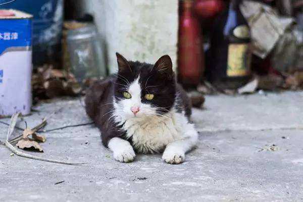 世界上最牛的喵星人,喵星人世界上有几个品种