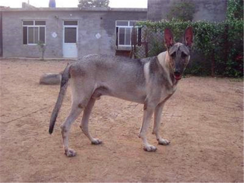 狼青犬从小怎么训练,看家护院狗训练