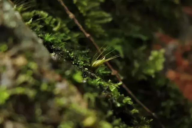 苔藓儿童科普,关于苔藓的小知识
