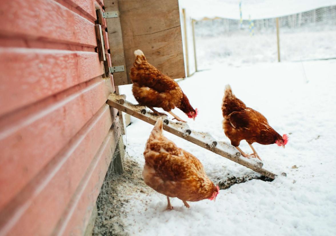农村养鸡技巧视频新手,养鸡用什么方法鸡才健康