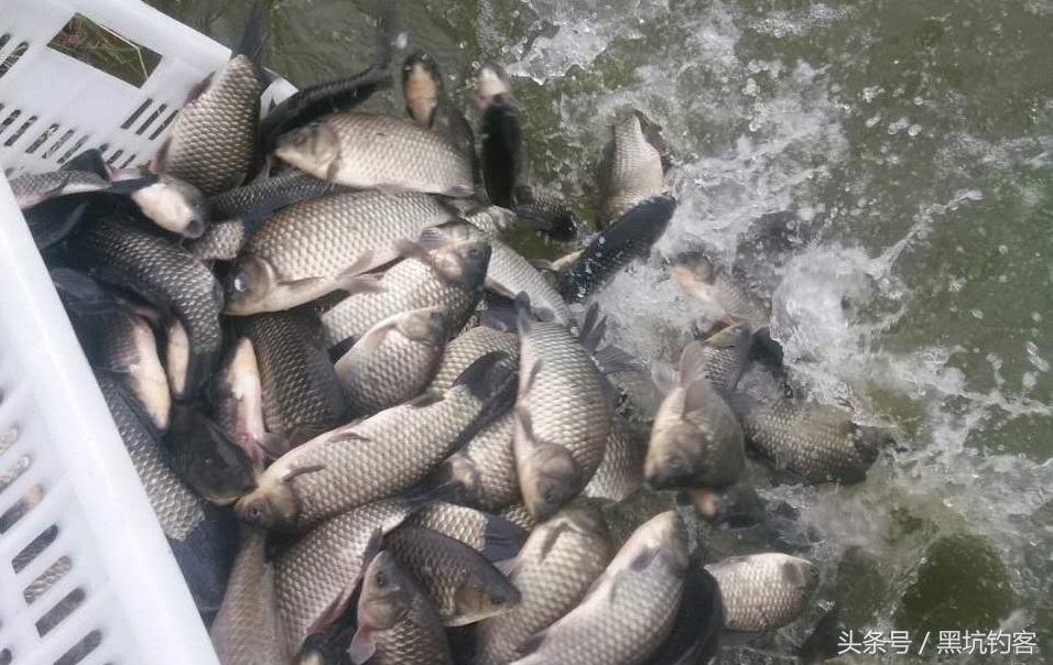 钓黑坑前期不会飞鱼怎么办,钓黑坑抛竿不准怎么办