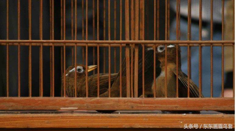 东东画眉鸟原毛讲解,东东画眉鸟