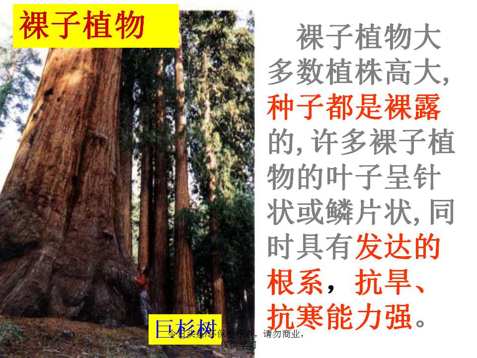 认识植物从身边开始,认识植物的根茎叶各个部分