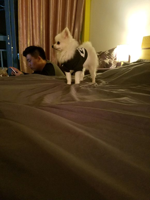 4个月博美欺负泰迪,博美欺负泰迪视频