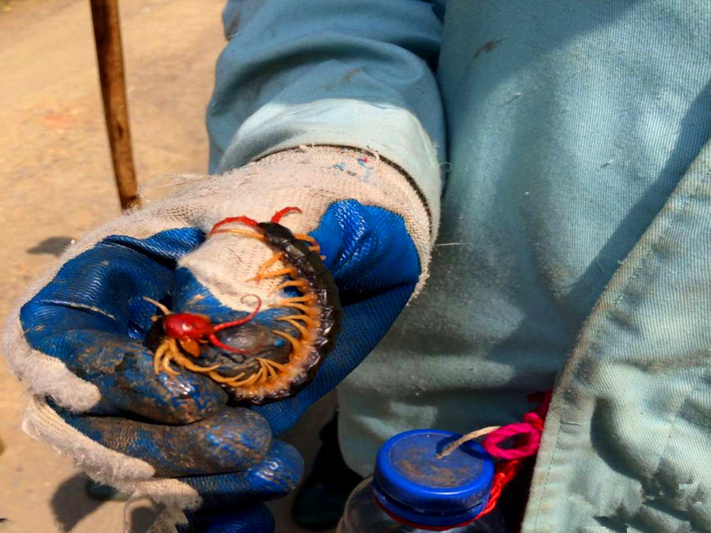 农民增收好点子，捕捉蜈蚣挣钱，被咬后自找草药医治，月入千元