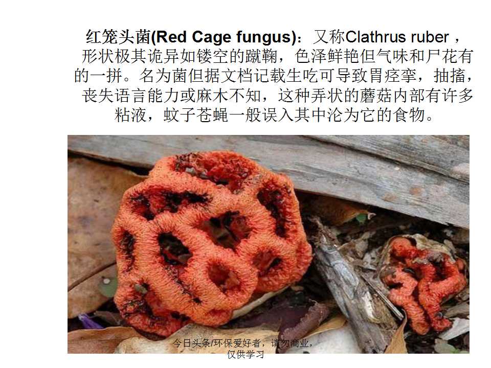 认识植物从身边开始,认识植物的根茎叶各个部分