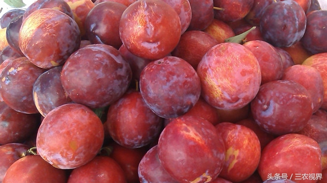 有什么又便宜又有面子的水果,农村这种水果一斤可卖百元