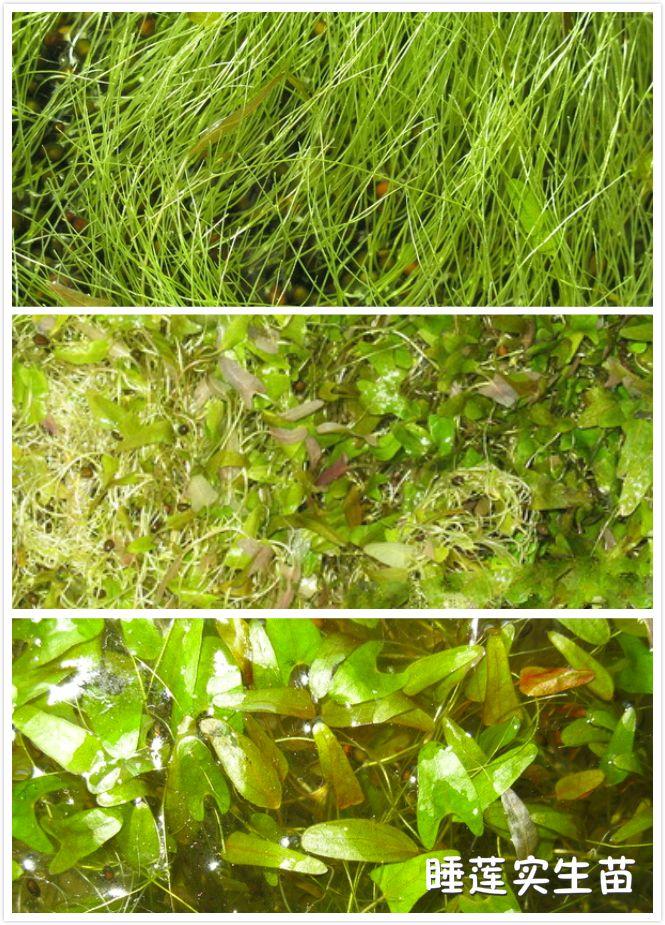 鱼缸养睡莲的养殖方法视频,家庭养睡莲用多大的缸合适