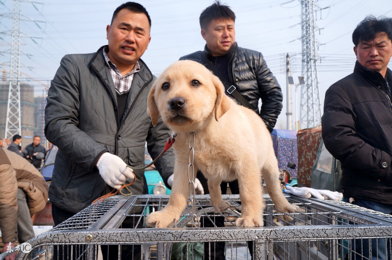在网上买狗被人家骗了怎么办,网上买狗狗被欺骗怎么处理