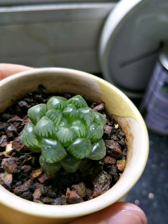 玉露怎么可以快速长大,干瘪的玉露怎么救