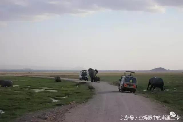 风动？树动？心动！致你，Kenya