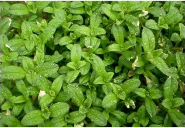 常见中草药图片及讲解,身边常见的中草药功效大全