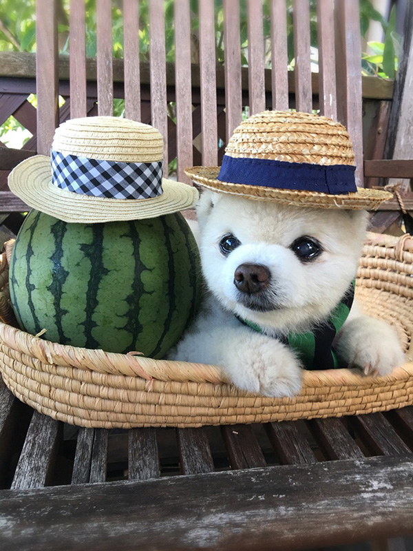 道格队长养宠物,道格队长24集