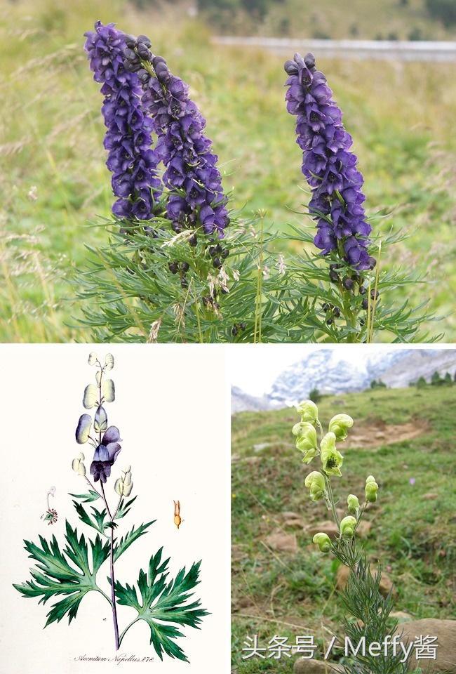 什么植物吃了有生命危险,这5种植物不能吃