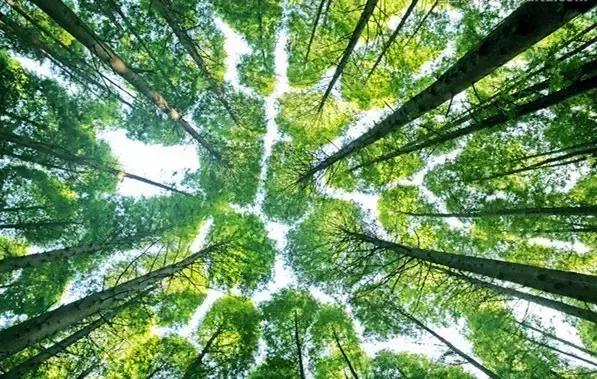 走进树林会感觉空气清新为什么呢,走进红杉林感受不一样