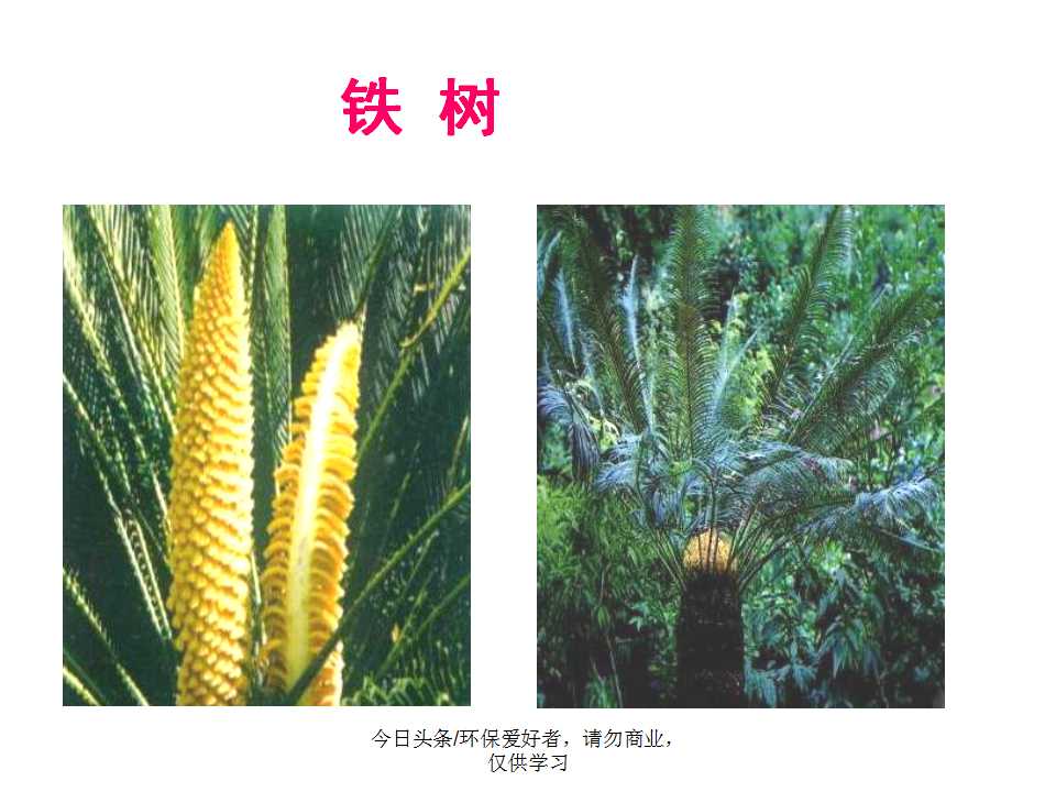 认识植物从身边开始,认识植物的根茎叶各个部分