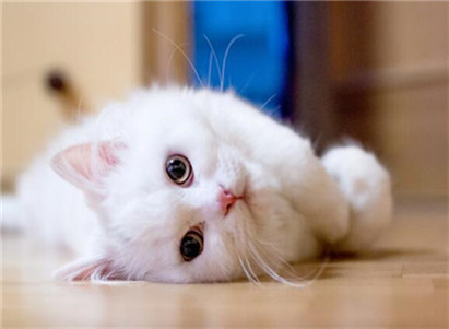 纯种山东狮子猫的特点是什么？山东狮子猫和波斯猫的区别