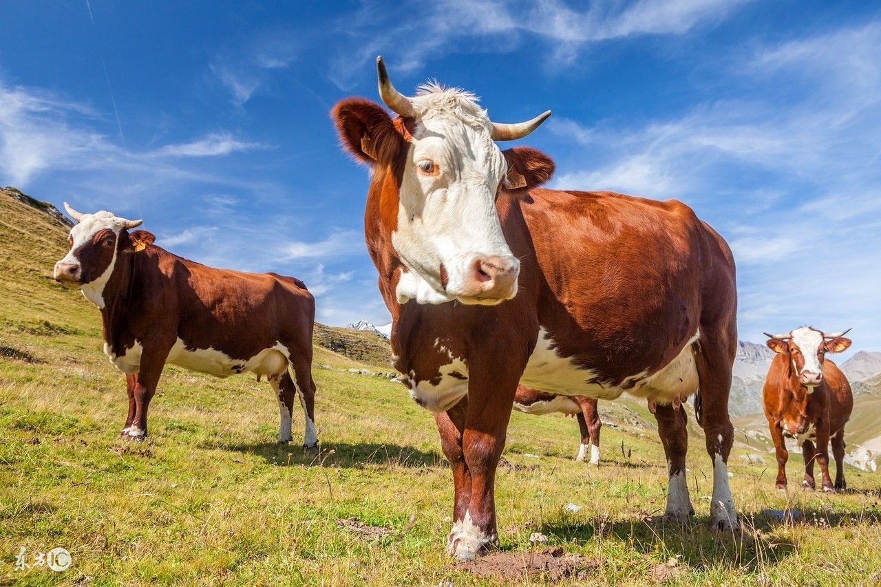 属牛的人命苦四月牛更苦是真的吗,属牛人在龙年好吗