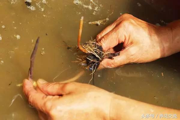 盆栽荷花怎么养比较好,一招教盆栽荷花开花