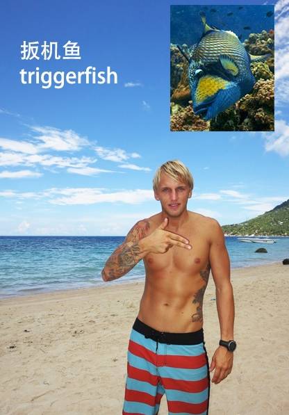 各种鱼的手势,海鱼表示动作词语