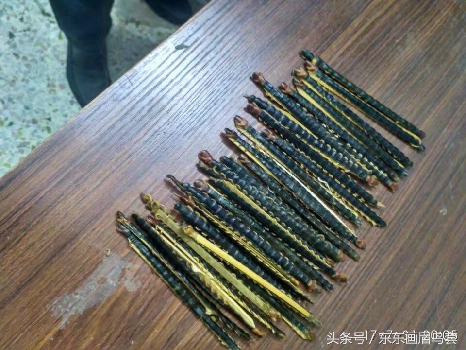 东东画眉鸟视频,东东画眉鸟套