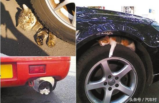 爱车被动物入侵怎么办,爱车被狗咬坏怎么办