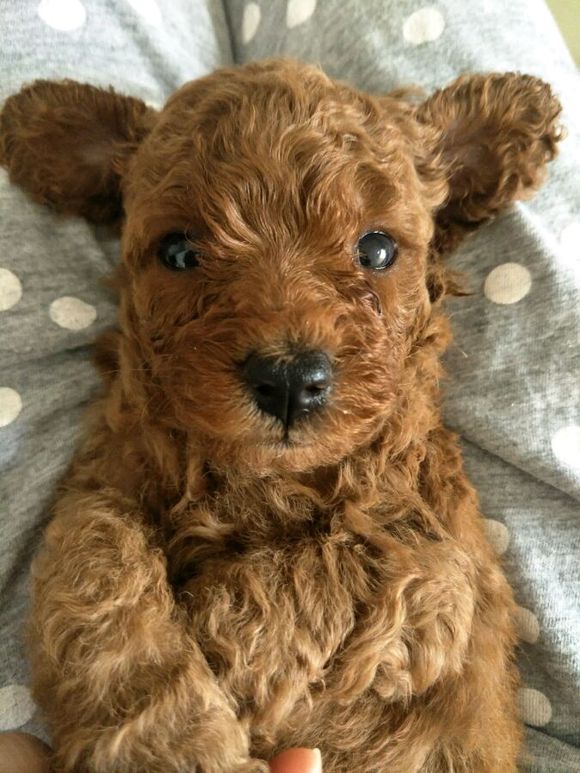 怀孕的泰迪40天没有肚子,怀孕的狗狗生小狗