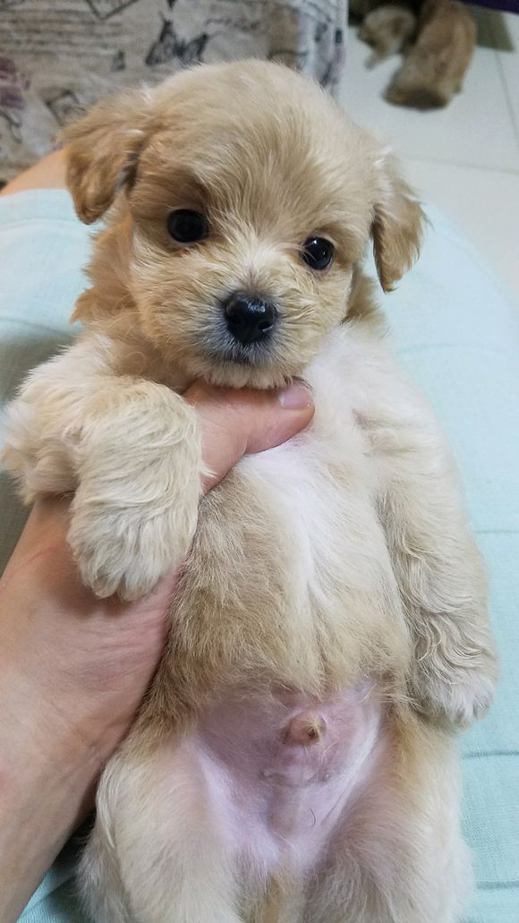 4个月博美欺负泰迪,博美欺负泰迪视频