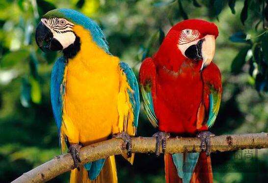 鹦鹉突然狂扇翅膀大叫是为什么,鹦鹉在家里乱叫怎么办