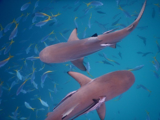 一起去帕劳旅游,去帕劳旅游自由行攻略