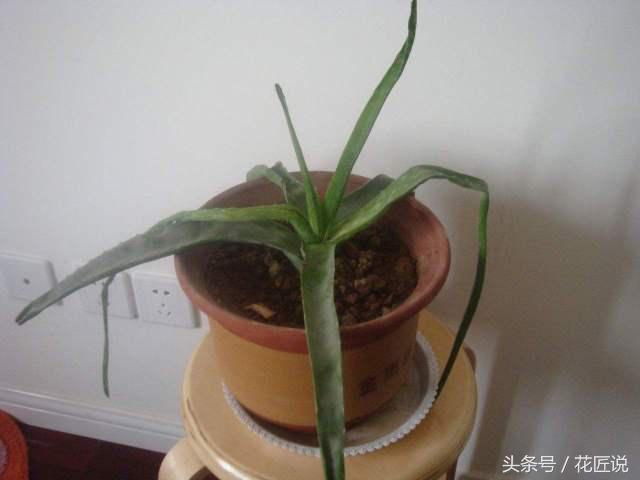 芦荟干瘪发黄发软怎么拯救,如何救活快要枯萎的芦荟