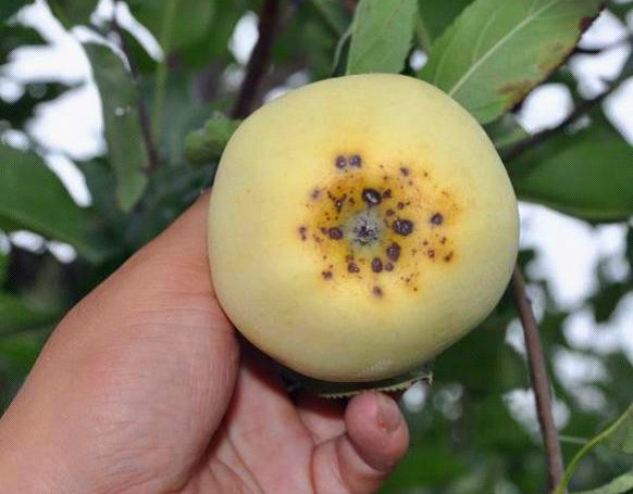 苹果有小斑点怎么解决,苹果手机小黑点怎么取消