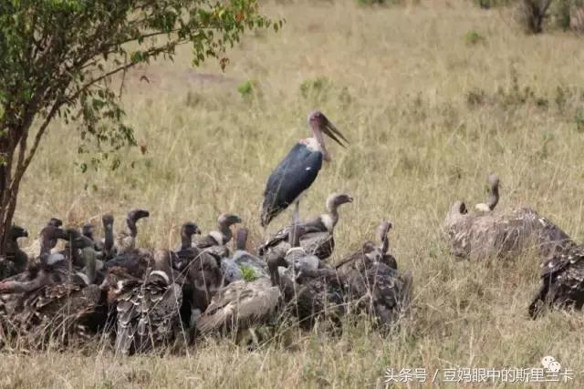 风动？树动？心动！致你，Kenya