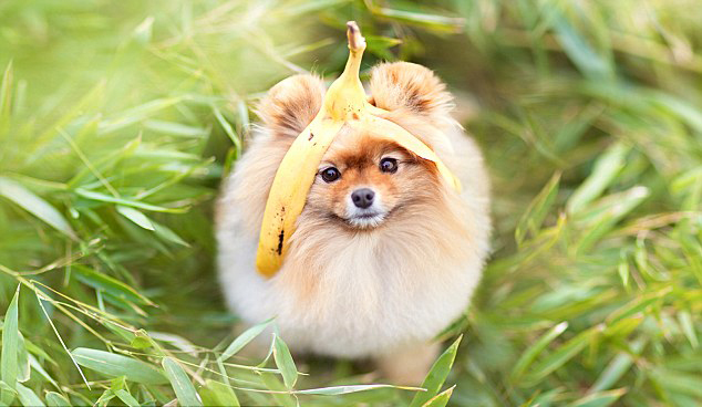 挑选博美幼犬的技巧,纯种和普通串串博美犬的区别图